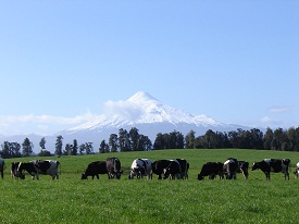 ChileScenicFarm